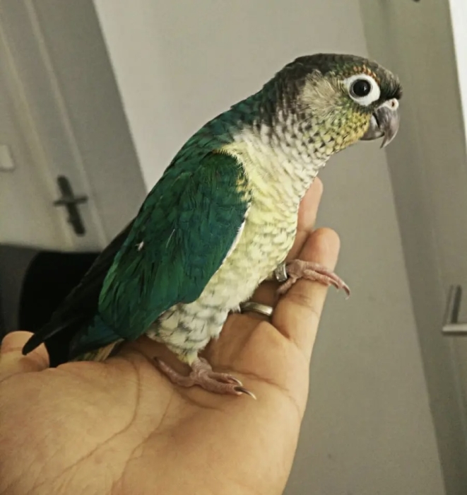 Molina turquoise