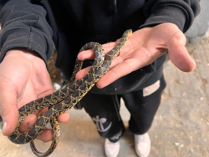 Serpent couleuvre