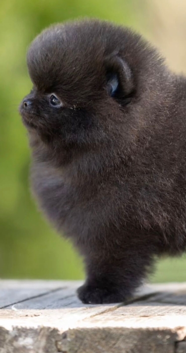 Spitz Poméranian