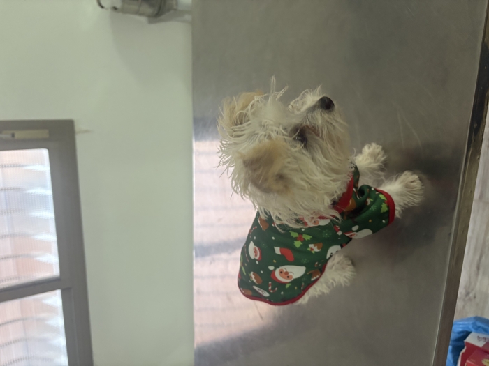 Bichon maltais nain