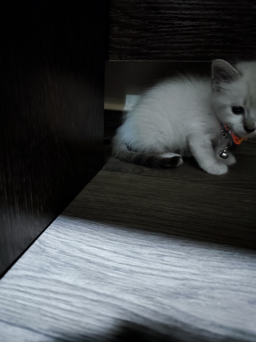 Chaton Ragdoll