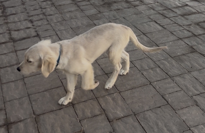 Golden retriever