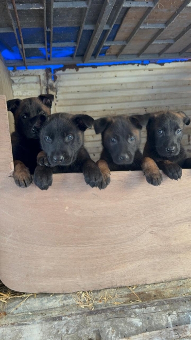 Malinois