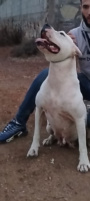 Dog argentine