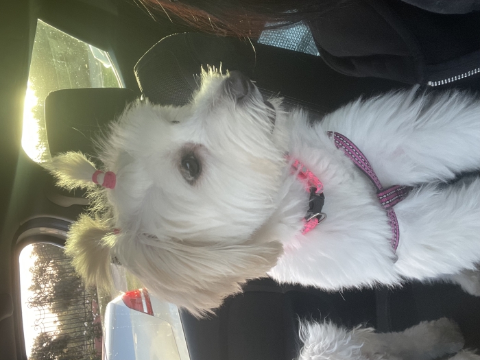 Chiens à adopté