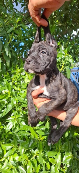 Canecorso