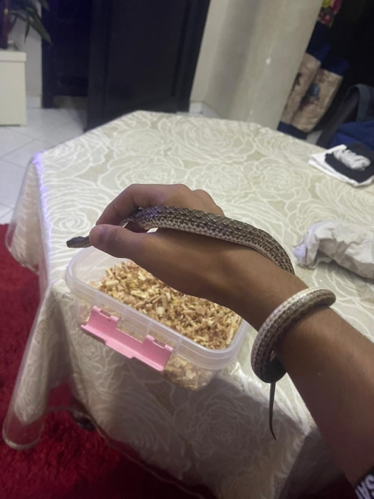 couleuvre serpent