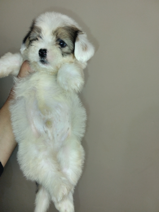 Bichon havanais