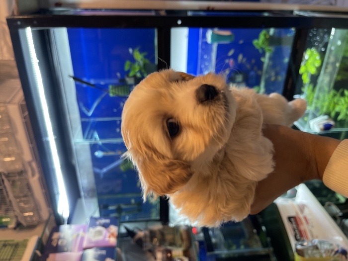 Bichon havanais