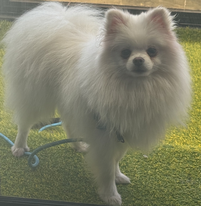 Spitz nain