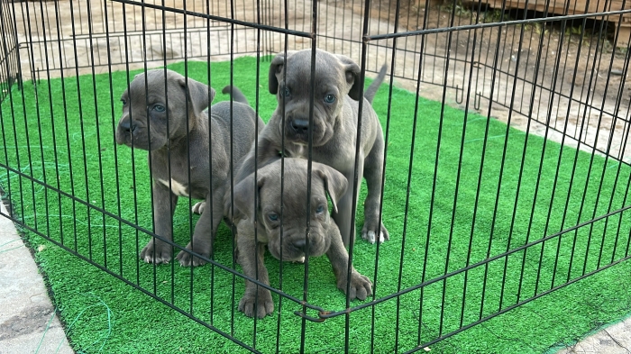 Canecorso