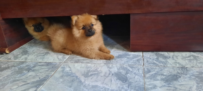 Spitz mâle