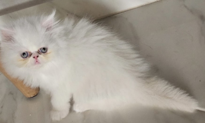 Persan a vendre
