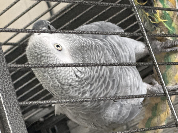 Vend gris du Gabon