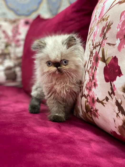 Chaton persan