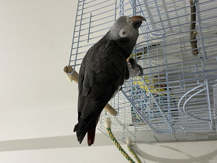 Perroquet Timneh