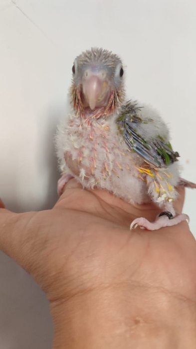 Bébé molinae ananas