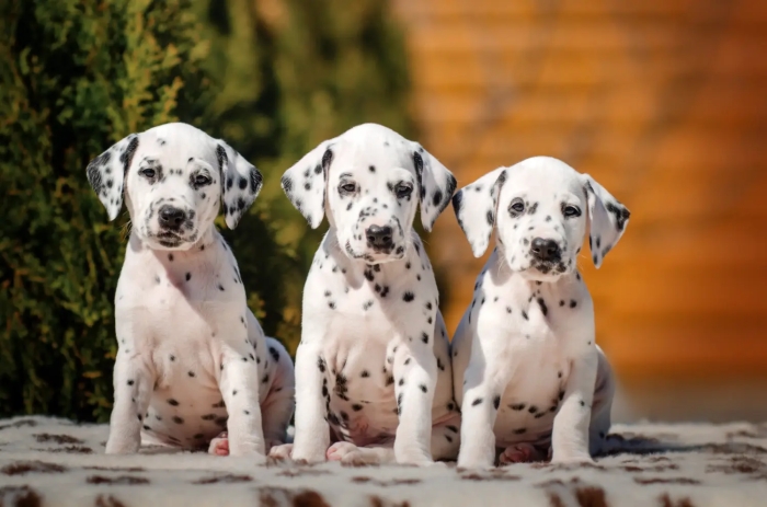 Dalmatien 🐾
