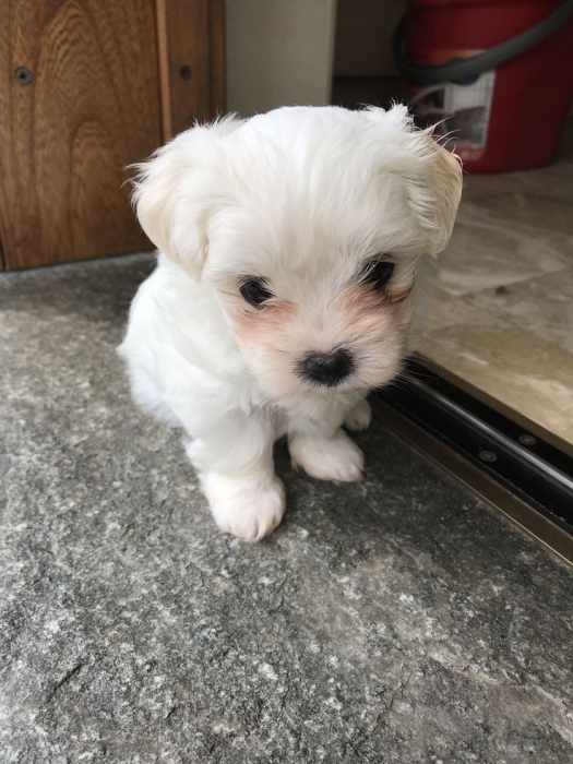 Adorables Chiots Bichon Maltais – Mâle & Femelle Disponibles