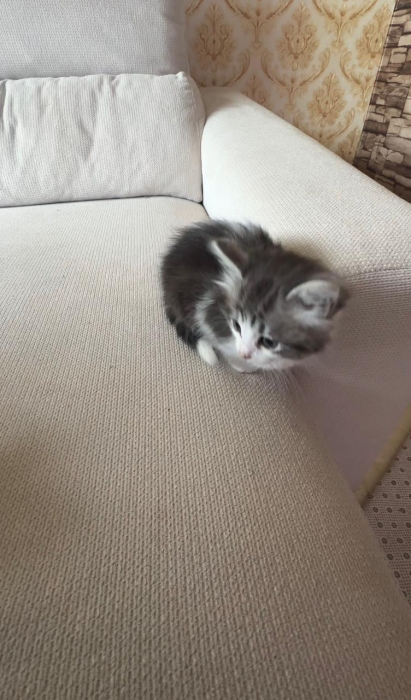 Je vends deux adorables chatons âgés de 2 mois et demi.