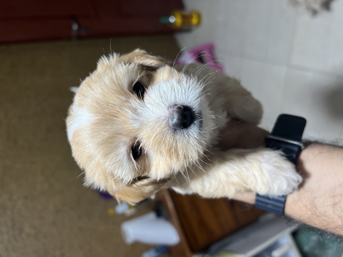 3 bichons pure race