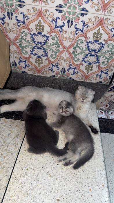 Chat