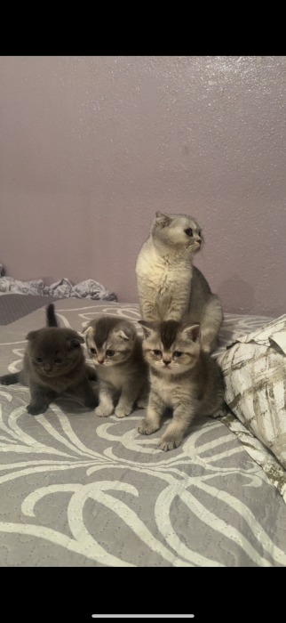 Chat