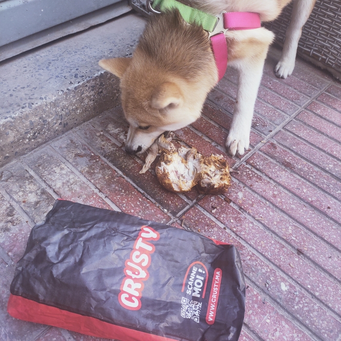 Akita Anu japonais