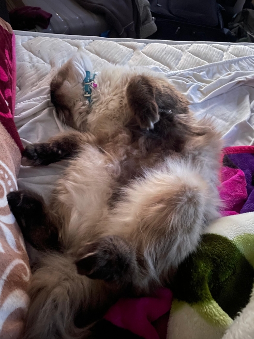 himalayan