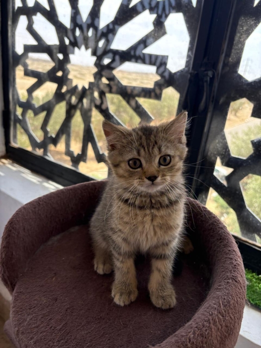 Chaton