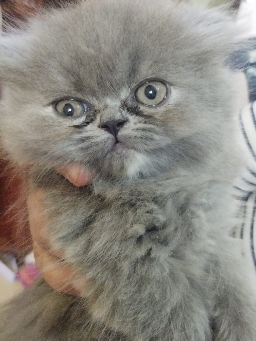 Chaton person