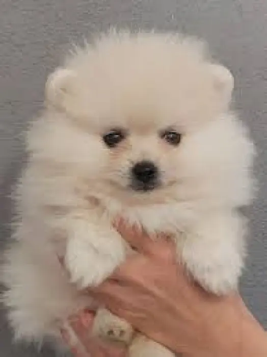 Spitz nain femelle