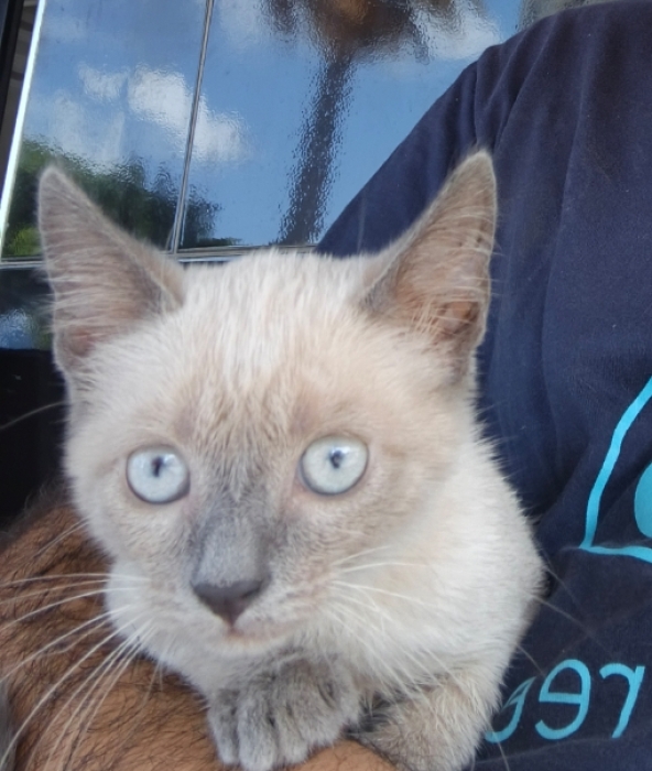 Chat taï