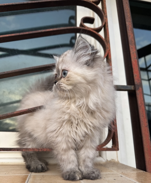 Persan chatton