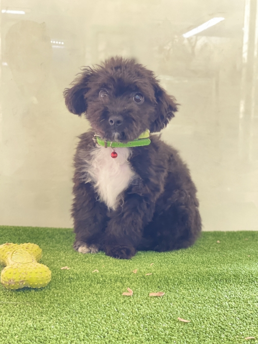 Bichon havanais