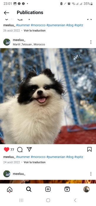 Spitz pomeranian