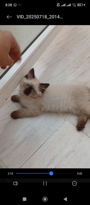 Himalayen