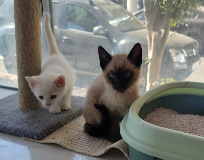Chatons disponible