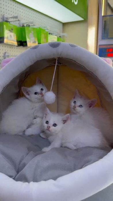 Chatons angora turc