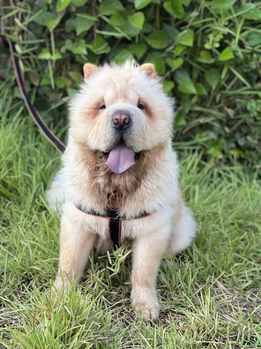 Male chowchow 8 mois