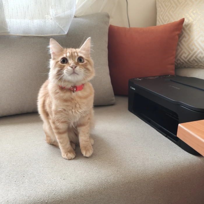 Chat a adopter gratuitement
