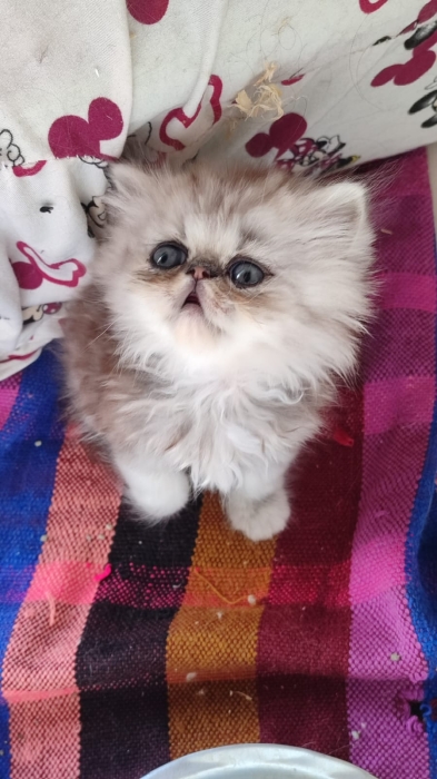 Chaton persan male