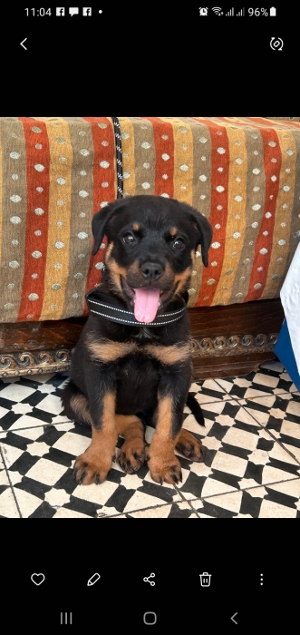 Rottwaillr