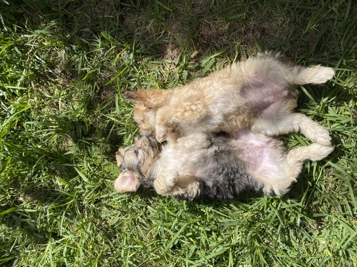 Bichons havanais