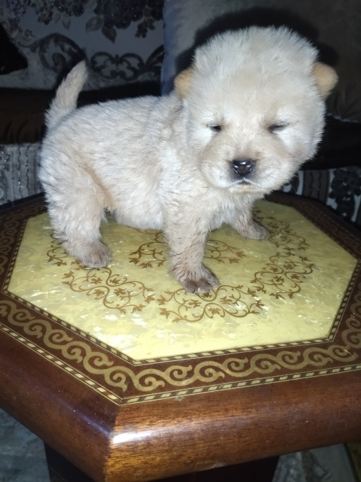 Chow chow