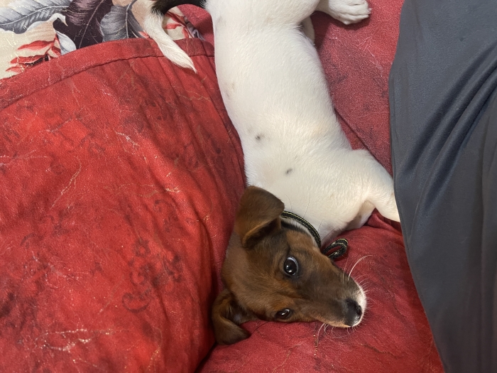 Jack russel