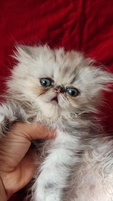 Chaton persan  male