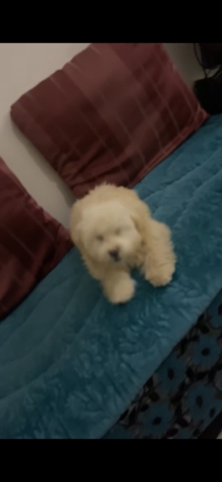 Bichon maltais
