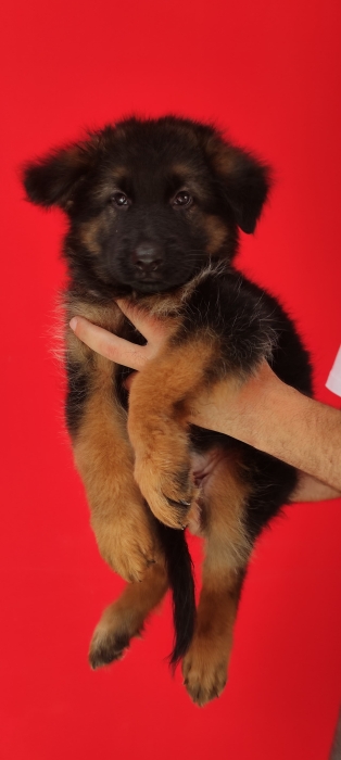 Berger Allemand
