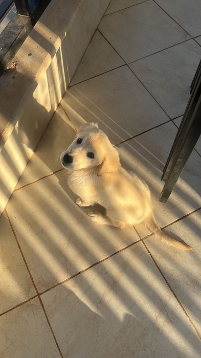 Golden retrivier